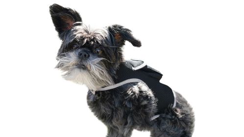 Mini Pet Surveillance Device Waterproof Realtime GSM GPS Tracker NEW Size:L