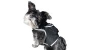 Accurate Cell Phone GPS Tracking System Warerproof Pet Collar Tracker Size:S