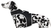 Budget-Friendly Dog Surveillance Pet Tracker GPS Tracking Device for Pets Size:S