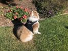 Remote Pet Surveillance Pet Tracker Waterproof Collar Mounted GPS for Pet Size:S