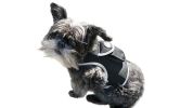 Consistent Realtime Mini Cat Dog GPS Tracking Collar Waterproof Device Size:S