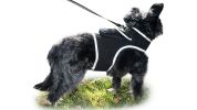 Cheap Water Proof GPS Tracker Pet Finder + Realtime Dog Tracking App Size:S