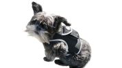 Pet Tracker Waterproof Tracker w/ Online GPS Pet Tracking System Phone App Size:M