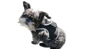 USB Rechargeable Best Dog GPS Tracker Collar Mount Pet Location Finder Size:XL