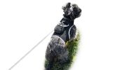 USB Rechargeable Best Dog GPS Tracker Collar Mount Pet Location Finder Size:XL
