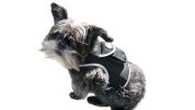 Secure Expensive Pets with Pet Tracker GSM GPS Animal Tracker Realtime Locator + App Size:XS